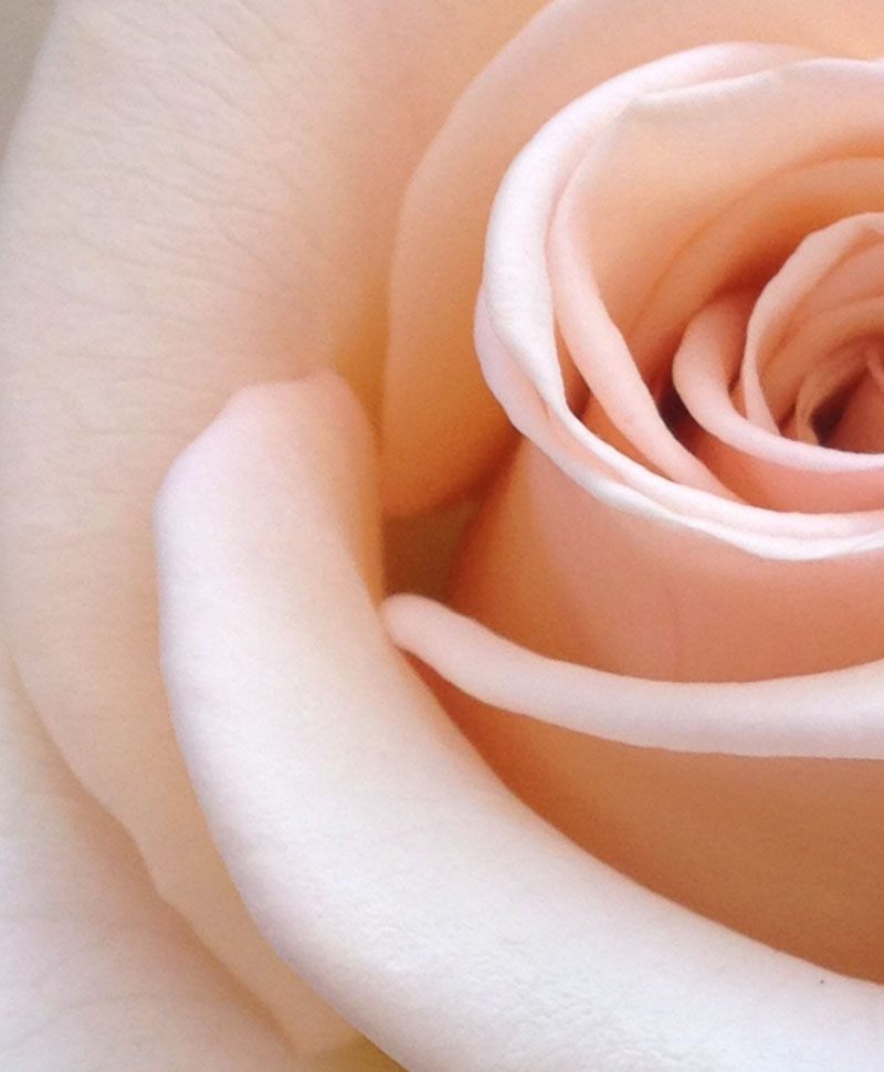 Beautiful closeup of a pink rose